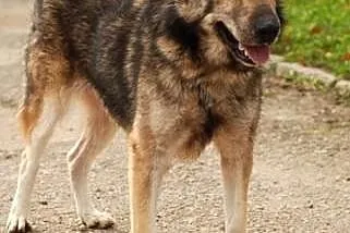 Wolfik Pies Bez Wad Szuka Domu