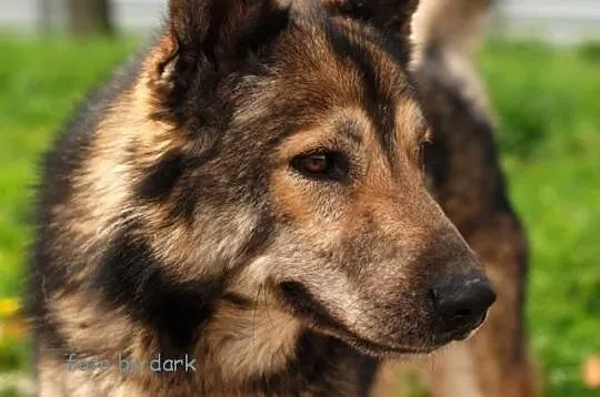 Wolfik Pies Bez Wad Szuka Domu