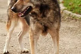 Wolfik Pies Bez Wad Szuka Domu