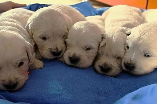 Śliczne szczeniaki golden retriever, Wielkopolskie, Miejska Górka
