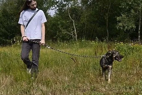 Przytul do serca bezdomnego Gucia...,  dolnośląski
