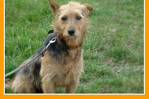 Bardzo smutny,mały,spokojny piesek LOLEK w schroni