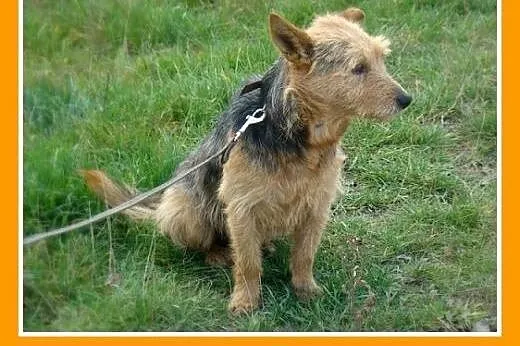 Bardzo smutny,mały,spokojny piesek LOLEK w schroni