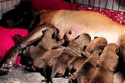 Owczarek belgijski malinois