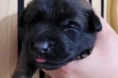 Owczarek belgijski malinois, Podlaskie, Suwałki