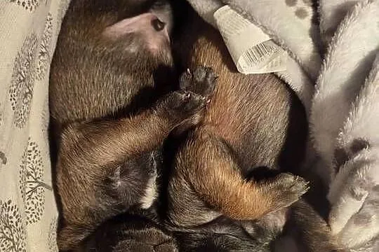 Owczarek belgijski malinois, Podlaskie, Suwałki