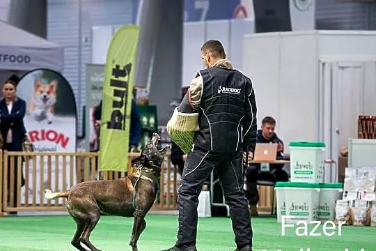 Owczarek belgijski malinois, Podlaskie, Suwałki