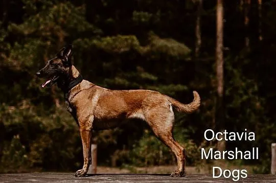 Owczarek belgijski malinois, Podlaskie, Suwałki