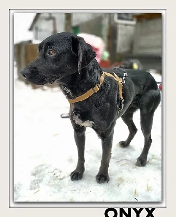 ONYX,średni,przyjazny,łagodny,szczepiony piesek.ADOPCJA, Mazowieckie, Warszawa