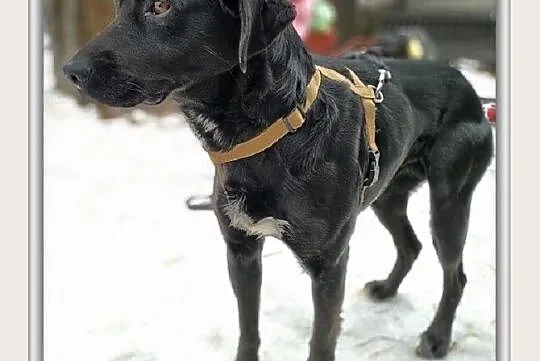 ONYX,średni,przyjazny,łagodny,szczepiony piesek.ADOPCJA