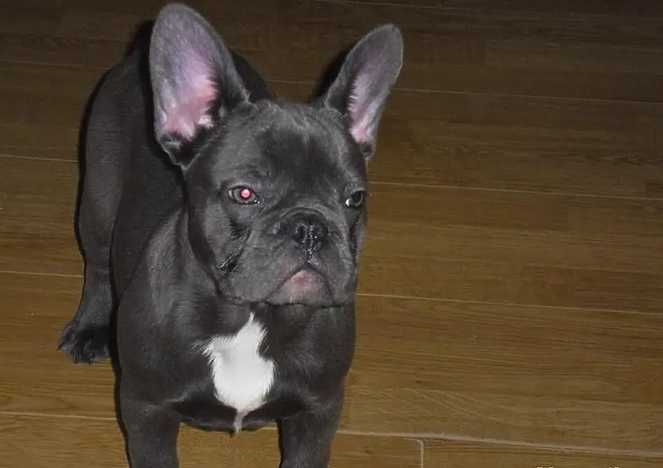 Buldog Francuski suczka wielkopolska