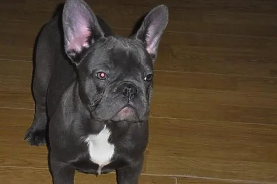 Buldog Francuski suczka wielkopolska