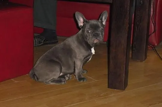 Buldog Francuski suczka wielkopolska