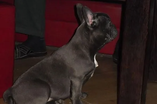 Buldog Francuski suczka wielkopolska