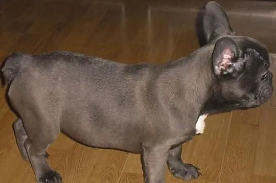 Buldog Francuski suczka wielkopolska