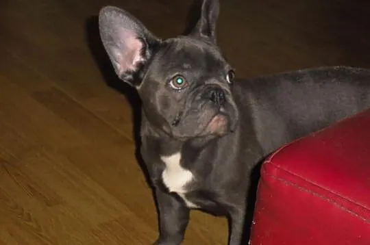 Buldog Francuski suczka wielkopolska