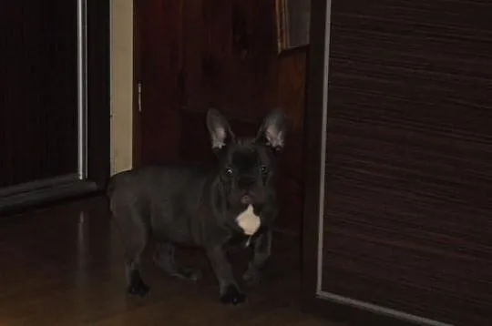 Buldog Francuski suczka wielkopolska