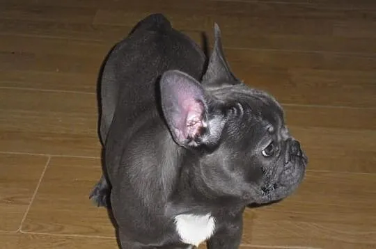 Buldog Francuski suczka wielkopolska