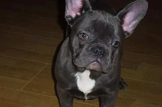Buldog Francuski suczka wielkopolska