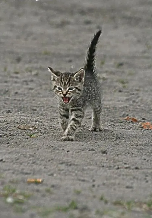 Tajson! Młodziutki kocurek do adopcji!, pomorskie