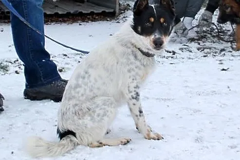 Dropiaty Dropi szuka prawdziwego domu,  śląskie Ka