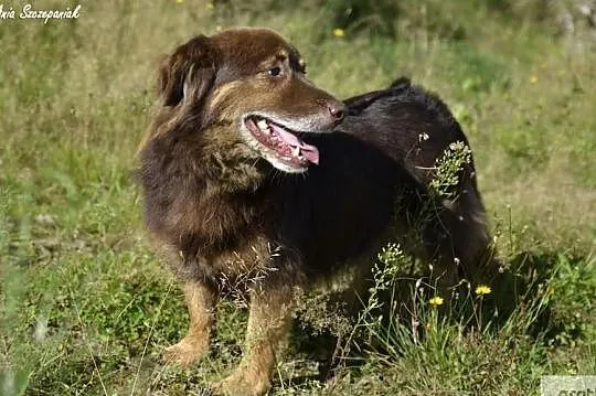 Alvin - przyjaciel potrzebny od zaraz ..., , Dąbrówka
