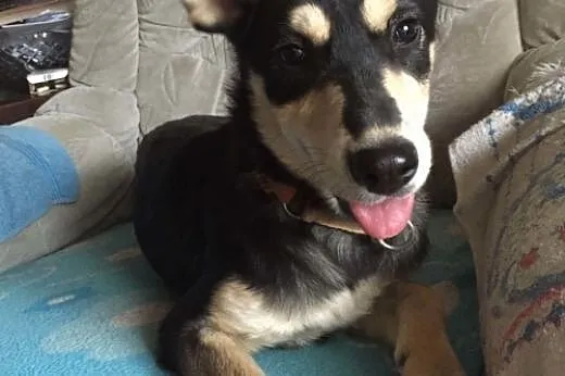 MOCCA- młoda i mądra suczka do adopcji,  świętokrz