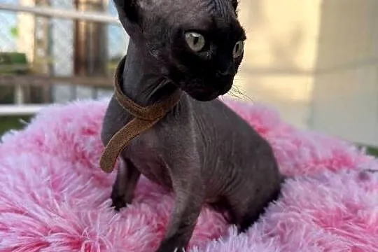 Devon Rex - FPL kotka