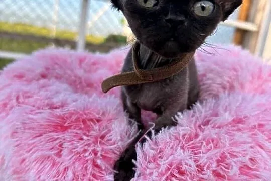 Devon Rex - FPL kotka, Wielkopolskie, Poznań