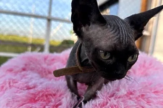 Devon Rex - FPL kotka, Wielkopolskie, Poznań