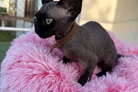 Devon Rex - FPL kotka, Wielkopolskie, Poznań