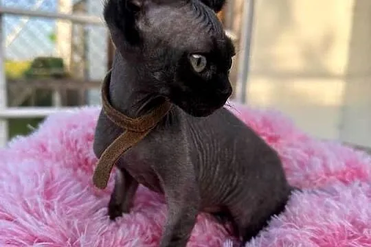 Devon Rex - FPL kotka, Wielkopolskie, Poznań