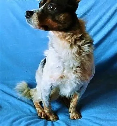 ŁATEK - nieśmiały, delikatny, kochany psiak do adopcji, mazowieckie Warszawa, Mazowieckie, Warszawa
