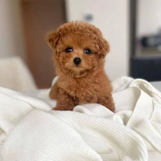 Szczenięta pudla do adopcji E-mail: {{biancalaura905@gmail.com}}, , Zabrze