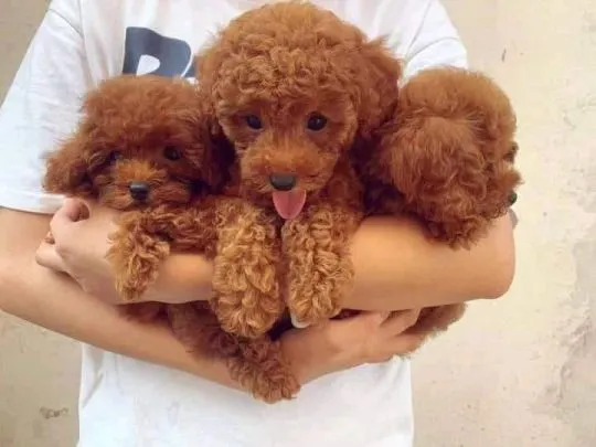 Szczenięta pudla do adopcji E-mail: {{biancalaura905@gmail.com}}