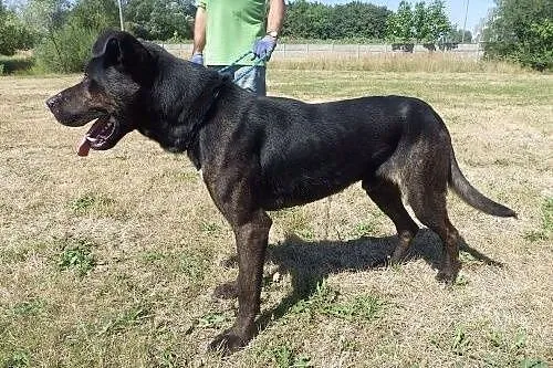 Czarnuszek - przyjazny i łagodny psiak szuka domu,