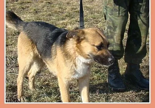 Średni 15 kg psiak EMO, przyjazny, kontaktowy,łago