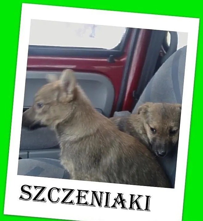Szczeniaki,pieski srednie,odrobaczone,ks.zdrowia.A