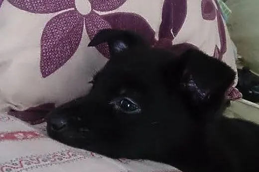 Flicka uroczy szczeniak, sunia - do adopcji ,  mazowieckie Warszawa