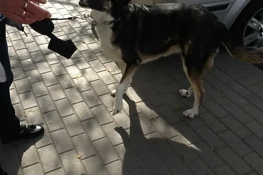 Sunia do adopcji,  mazowieckie Warszawa