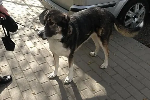 Sunia do adopcji,  mazowieckie Warszawa