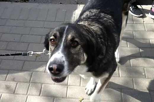 Sunia do adopcji,  mazowieckie Warszawa