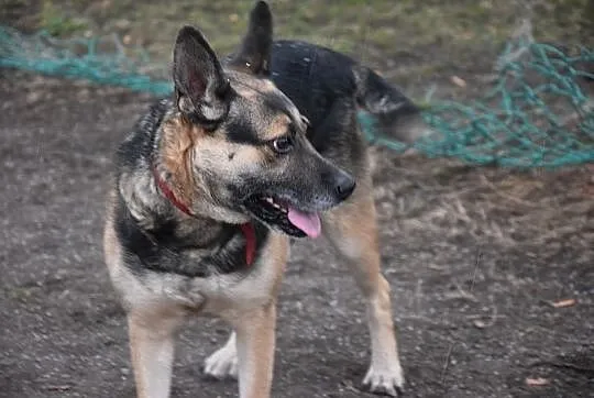 Maja, sunia niepotrzebna nikomu, najcudowniejszy p