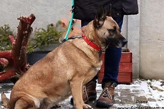Diana - żywiołowa i wesoła, Mazowieckie, Nowy Dwór Mazowiecki