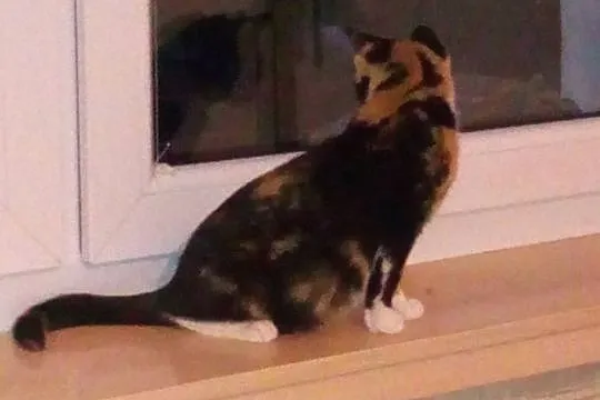 Mała kotka Emma szuka domu