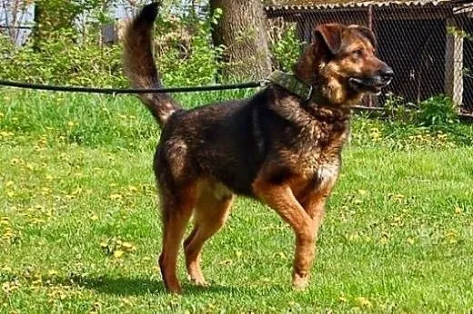 DAKOTA - młody psiak w typie owczarka szuka domku,  małopolskie Kraków