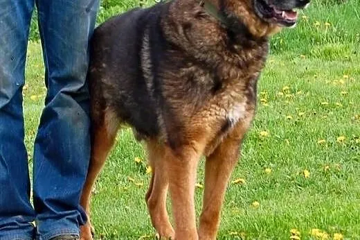 DAKOTA - młody psiak w typie owczarka szuka domku,