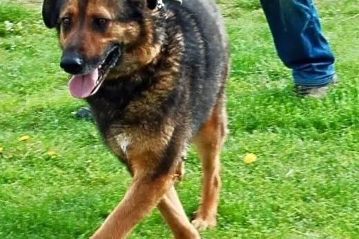 DAKOTA - młody psiak w typie owczarka szuka domku,