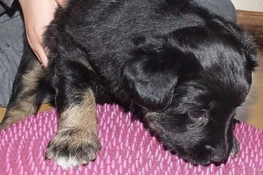 Cudowna kluseczka czeka na dom,  mazowieckie Warsz