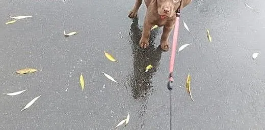 Sprzedam suczku labradora., dolnośląskie Wrocław